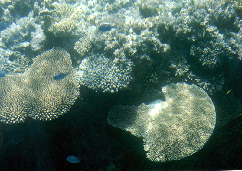 Great Barrier Reef 6001 Great Barrier Reef, Queensland